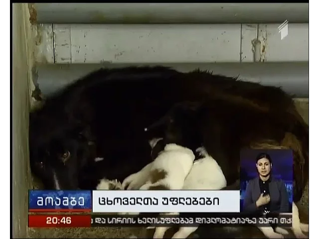 არასამთავრობო ორგანიზაციები ცხოველთა უფლებების მასობრივ დარღვევაზე საუბრობენ