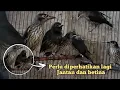 Download Lagu membedakan cucak Keling trotol jantan  dan betina di pasar ombyokan