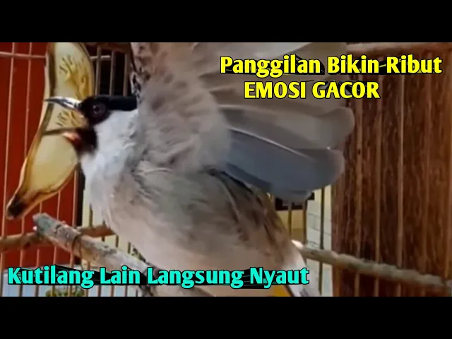 Download MP3 Suara Burung Kutilang Gacor  Asli Tampa Isian ‼️ Ampuh Untuk Pikat Kutilang Bikin Kutilang ribut