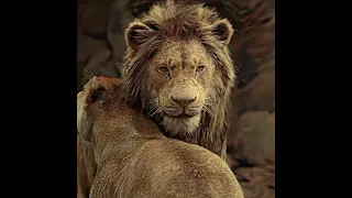 Simba Has Returned And He Wants To Protect His Family Edit Film Shorts 