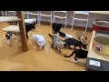 Cats scared by cleaning robot