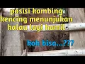 Download Lagu tips mengetahui kambing hamil cukup memperhatikan waktu kambing kencing
