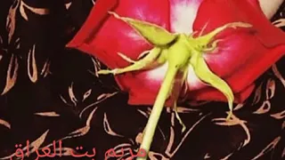 نغمه رنين ايفون  نادي عليا     دندنها