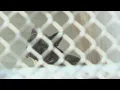Amarillo s Animal control service warns residents of missing pet scam