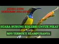 Download Lagu SUARA BURUNG KOLEBRI UNTUK PIKAT MP3