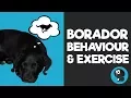 Borador Behaviour Exercise