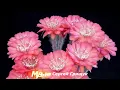 Download Lagu Музыка  Для Души  КЛЮЧИ ОТ СЧАСТЬЯ  Музыка Сергей Грищук