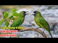 Download Lagu suara cucak ijo ribut di hutan