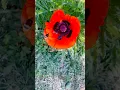 Download Lagu Honey Bees On Poppies #flowers #honeybeesting #gardening #bees #beautiful #garden #nature #animals