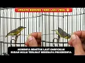 Lagu UPDATE BURUNG PALING VIRAL❗MESKIPUN OMBYOKAN TAPI SUDAH TERLIHAT PROGRESNYA❗