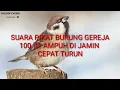 Download Lagu suara pikat burung gereja di jamin ampuh...