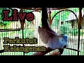 Download Lagu Pancingan Suwara Burung perkutut Gacor Di Pagi Hari#turtledove  @MangoenDjoyoChannel