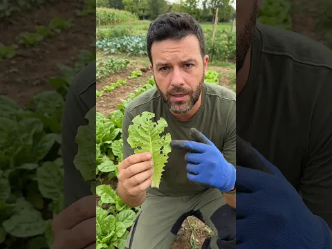 Quando le lumache scoprono il tuo orto prima di te… sono guai. 🐌🥬