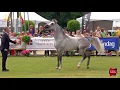 Download Lagu N.180 SUNDOWN KA - Bruges 2018 Int B - 4-6 Years Old Stallions (Class 113)