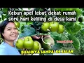 Download Lagu De appelboomgaard bij het huis heeft veel fruit || middagwandeling door ons dorp