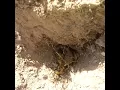 Download Lagu Mediterranean scorpion - (Buthus occitanus, escorpión amarillo or just alacrán)