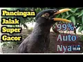 Download Lagu Jalak kebo jantan gacor | masteran jalak paling di cari pancingan jalak paling ampuh