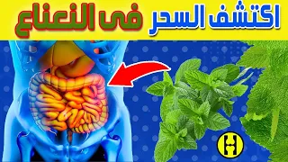    فوائد مدهشة للنعناع   اكتشف أسرار وفوائد النعناع التي تحدث ثورة في صحتك دندنها