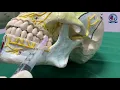 Posterior Superior Alveolar nerve block