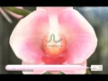 Iklan Citra Korean Pink Orchid - Merona Alami Lembut Bersinar