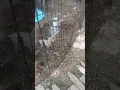 litter