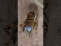 Download Lagu Crickets chirping - calling for a mat🦗 🥰 | Tropical Forest Bees