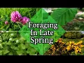 Foraging in Late Spring