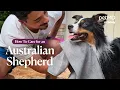 Caring for Australian Shepherds