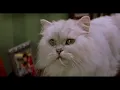 Lagu Stuart Little funny scene in Hindi - 1