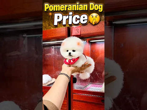 Pomeranian Dog Price || The price of a cute puppy #shorts #trending #viral #cute #puppy #pomeranian