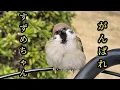 Lagu 私はチュンを守ります　【すずめ日記】