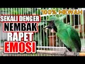 Download Lagu Cucak Ijo Gacor Ngentrok Full Isian❗SUARA KUNTILANAK Nembak Rapet Kasar Isian 💯% Mewah❗