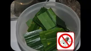 ternyata inilah 4 cara mengusir lalat dengan daun pandan