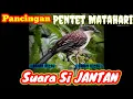 Pancingan Pentet Matahari JANTAN || Masteran Pentet/Cendet Matahari , Pentet Matahari Gacor