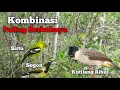 Download Lagu Suara Pikat Kutilang Ribut Kombinasi Sogon Sirtu Paling Berbahaya