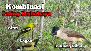 suara pikat kutilang ribut kombinasi sogon sirtu paling berbahaya