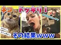Download Lagu 【2ch動物スレ】猫に色んなドッキリを仕掛けてみた結果ｗｗｗ