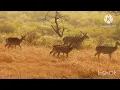 Purane sunhare gaane