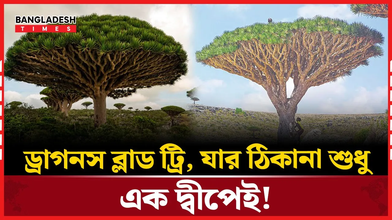 ড্রাগনস ব্লাড ট্রির একমাত্র ঠিকানা যে দ্বীপ