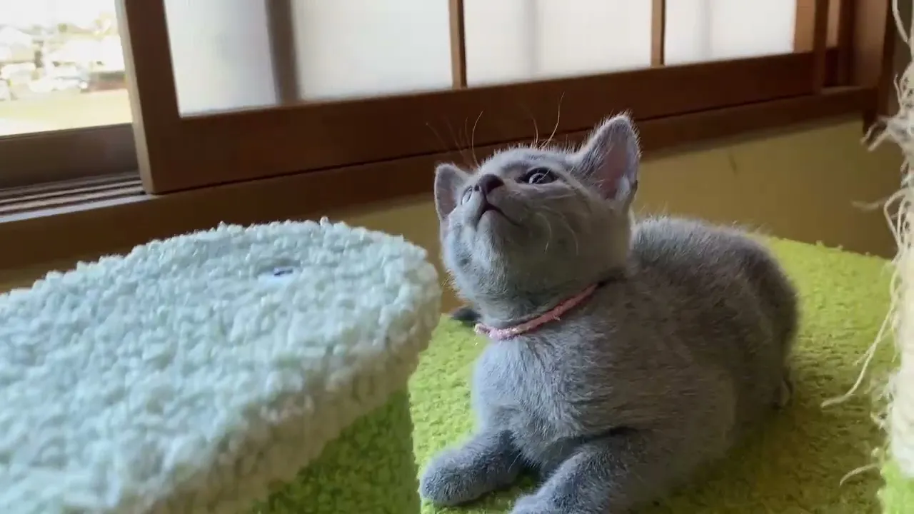 動画