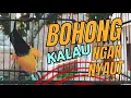 Download Lagu SOGON GACOR NGLEPER, SANGAT EFEKTIF UNTUK TERAPI SOGON BAHAN DAN OMBYOKAN