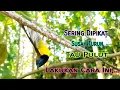 Download Lagu Trik Jitu Pikat Sogon Yang Sering Di pikat/Susah Turun
