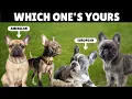 Types of French Bulldogs Which One s Yours