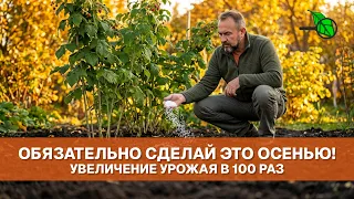 🛑 НЕ ОБРЕЗАЙТЕ ЭТО ОСЕНЬЮ! Увеличение урожая в 100 раз. Как ухаживать за малиной осенью