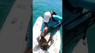 Dog life on a boat – Part 10 #dog #travel #sailing