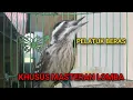 Download Lagu Masteran pelatuk beras GACOR / pelatuk Sampit nembak ngeroll panjang.