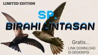 Download SUARA PANGGIL WALET SUPER_SP.BIRAHI LINTASAN MP3