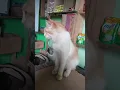 Lagu kucing garong oyen
