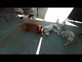 Download Lagu Boxer Dogs Fighting