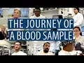 The journey of a blood sample
